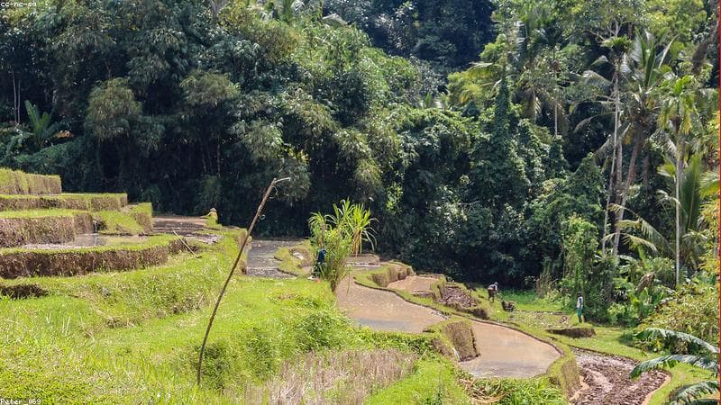 Panduan Lengkap Liburan ke Bali: Ubud, Canggu, dan Nusa Penida
